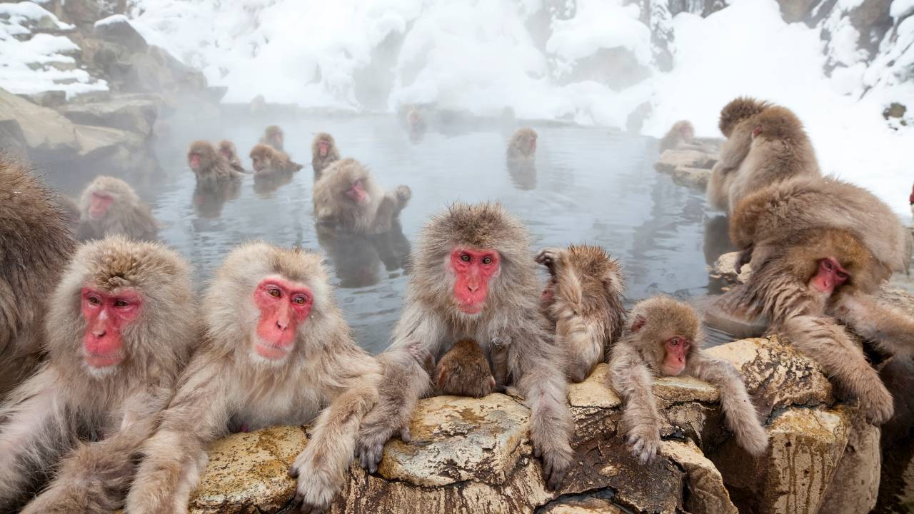 Macacos são comuns em quase todas as regiões do Japão e são tratados como pragas em alguns lugares