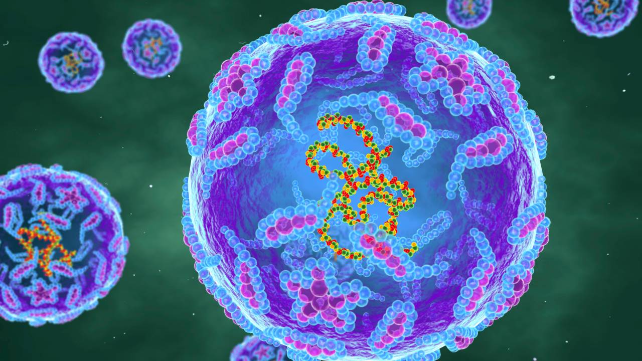 Polio virus, illustration. Each virus particle is composed of a protein coat around a core containing RNA genetic material. This virus infects children and causes the disease poliomyelitis or infantile paralysis. Although it normally causes a mild illness, in some cases it causes damage to the nervous system, which can lead to paralysis or death. Vaccination, starting in the 1950s, has been effective in controlling the disease. It has now been eliminated from Europe.