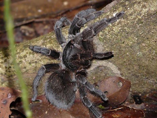 Um alemão, aranhas venenosas e o primeiro caso de biopirataria no Brasil