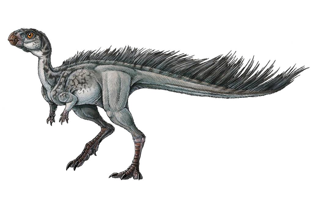 MANIDENS 'Manidens condorensis' -