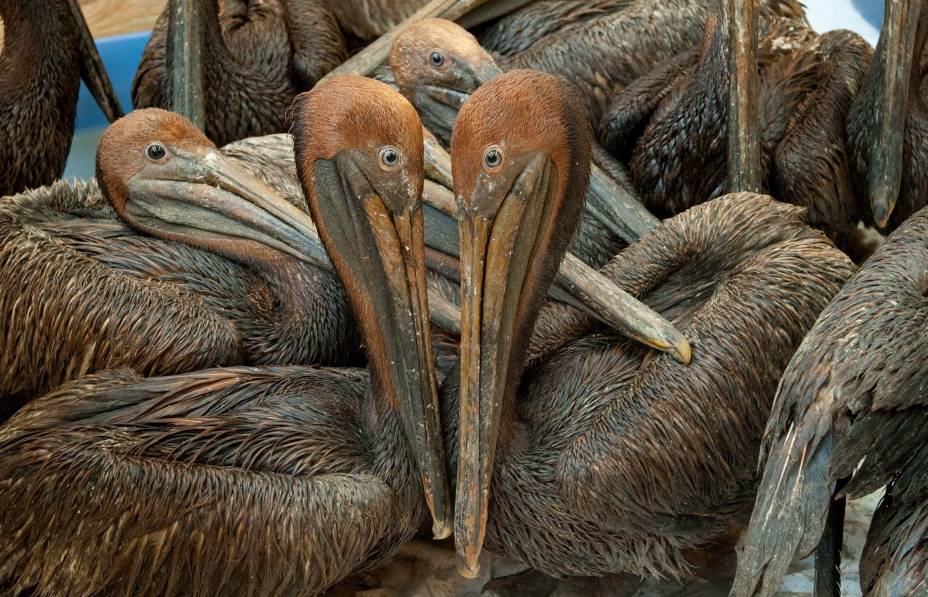 Pelicanos cobertos de óleo encontrados na costa da Louisiana e afetados pelo derramamento de óleo da BP Deepwater Horizon no Golfo do México, 09/06/2010. Pelicanos cobertos de óleo encontrados na costa da Louisiana e afetados pelo derramamento de óleo da BP Deepwater Horizon no Golfo do México, 09/06/2010.