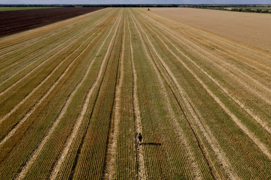 Agricultores colhem  trigo próximo de Melitopol, região de Zaporizhzhia, em meio à ação militar russa em andamento na Ucrânia. em 14/07/2022.