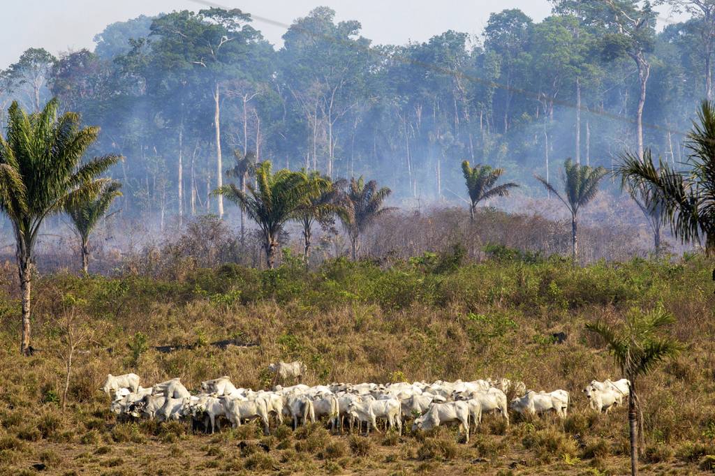Incêndios se agravam na Amazônia e ameaçam metas; Cerrado e Pantanal têm recuo na devastação