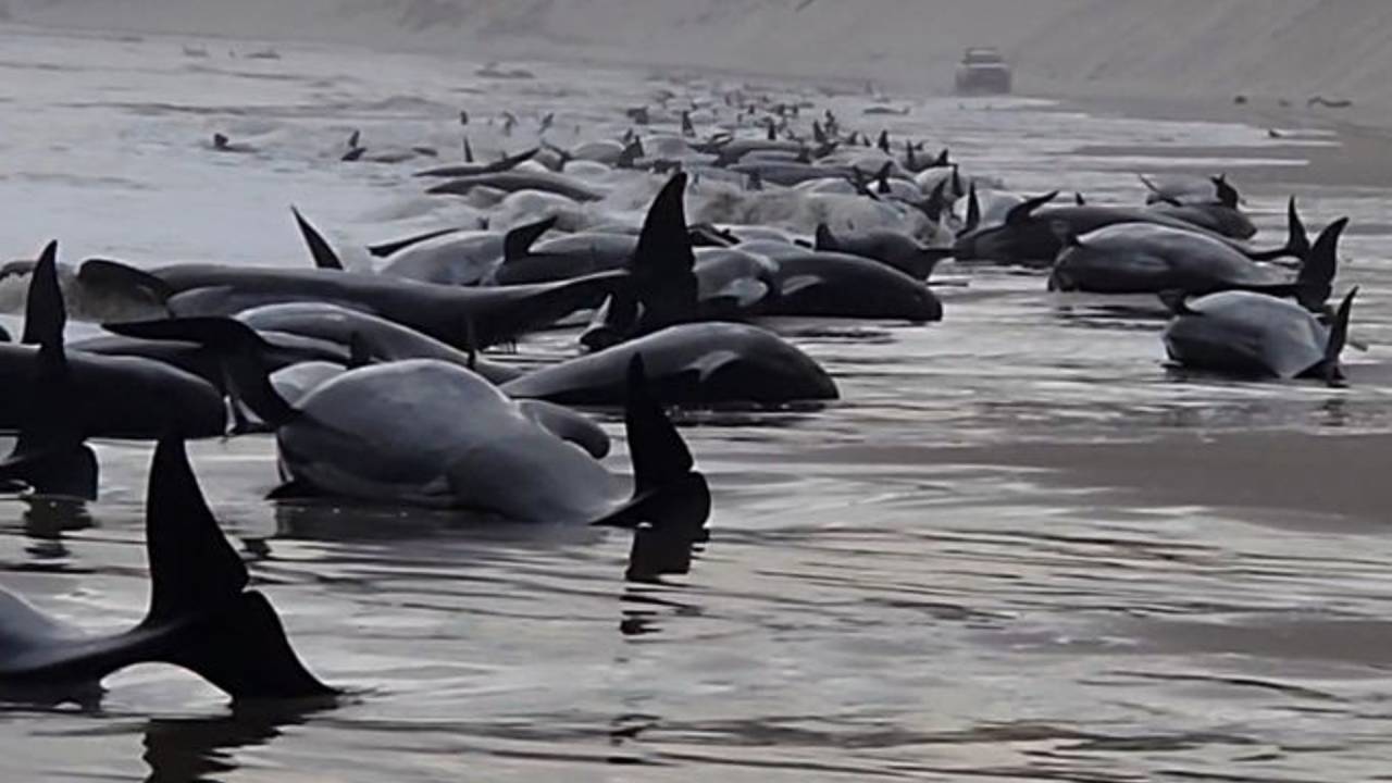 STRAHAN, AUSTRALIA - SEPTEMBER 21: In this handout image provided by Huon Aquaculture, whales are seen beached along the shoreline on September 21, 2022 in Strahan, Australia. Hundreds of whales pilot have become stranded at Macquarie Harbour on Tasmania's west coast in a mass stranding event. (Photo by Huon Aquaculture via Getty Images)