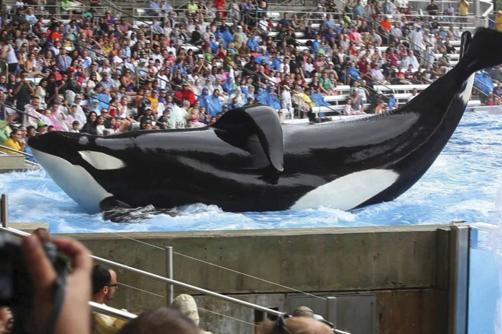 RWDKMG_fotoarena.jpg GIGANTES - Diversão perigosa: os acidentes com orcas causaram polêmica -