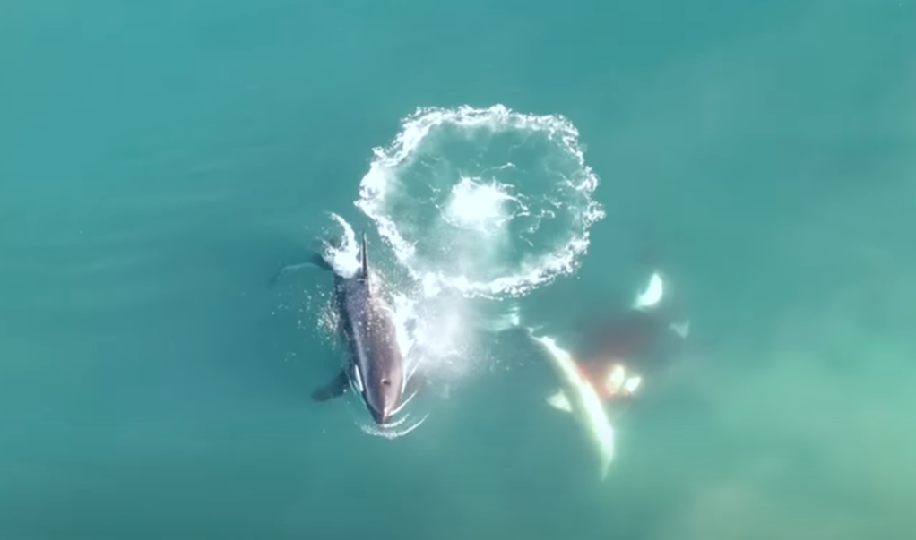 Vídeo de drone mostra orcas caçando e matando tubarão branco