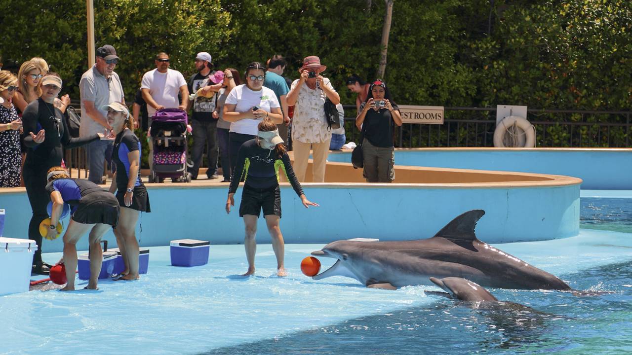 MALABARISMO - Golfinho brinca com bola em parque nos EUA: os treinamentos são severos e prejudiciais à saúde -