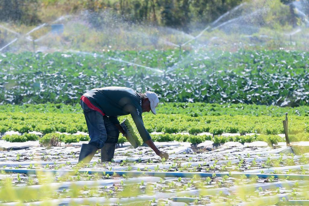 Plantação de hortaliças Aumento de Preços ORDENAMENTO - Produção de alimentos em São Paulo: esforço para a reorganização dos impostos -