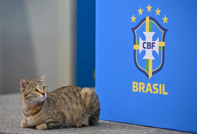 Vinicius Junior Seleção Gato permaneceu próximo ao local mesmo após ser retirado da mesa -