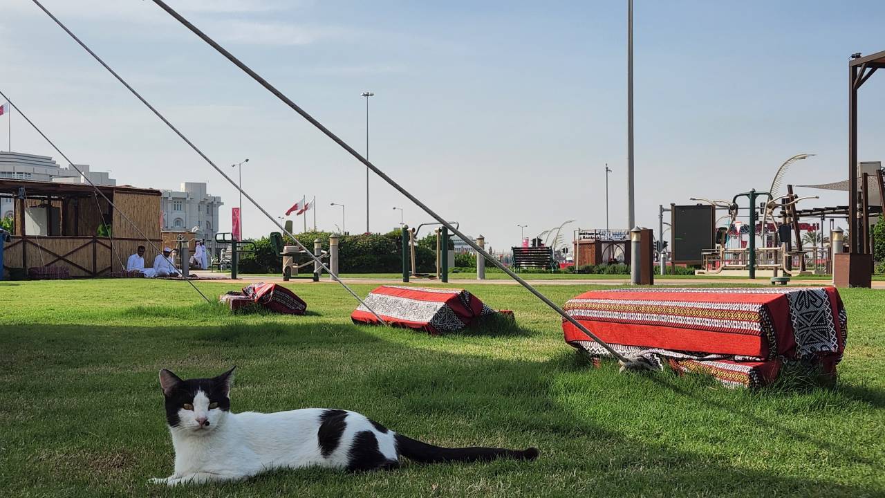 Islamismo ajuda a entender a paixão dos árabes por gatos