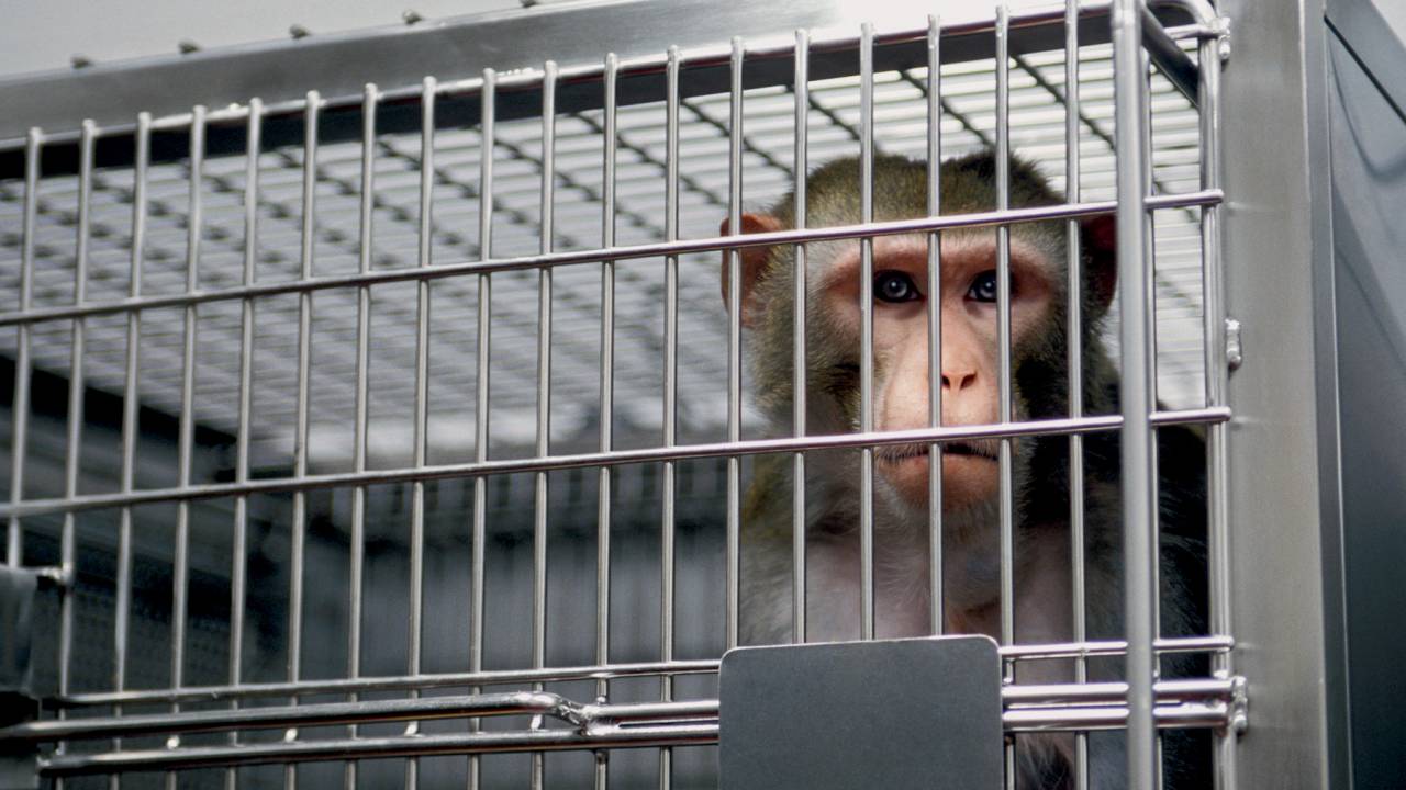 CATIVEIRO - Primata para pesquisa: cientistas não descobriram uma maneira segura de criar remédios sem cobaias -