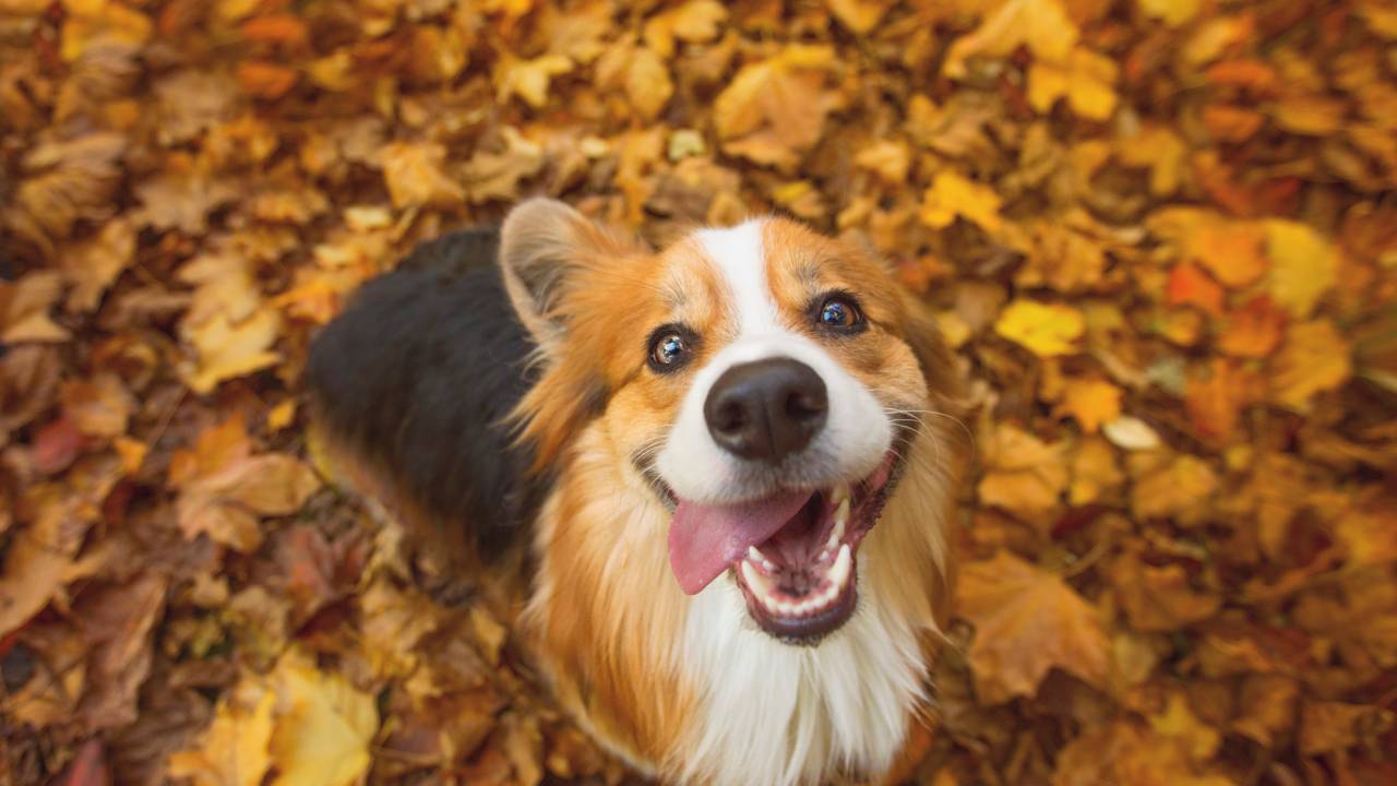 AS RAÇAS DE CÃES MODERNAS, GENETICAMENTE MAIS DISTANTES DOS LOBOS, TÊM UM TAMANHO CEREBRAL RELATIVAMENTE MAIOR EM COMPARAÇÃO COM AS RAÇAS ANTIGAS COM MILHARES DE ANOS, DE ACORDO COM AS DESCOBERTAS DE PESQUISADORES HÚNGAROS E SUECOS -