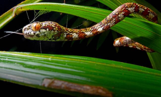Low-Res_Sibon_irmelindicaprioae2_photo_Alejandro_Arteaga.jpg Sibon irmelindicaprioae, em homenagem à mãe de Leonardo DiCaprio, é o mais raro do lote. Ocorre nas selvas Chocó-Darién do leste do Panamá e oeste da Colômbia