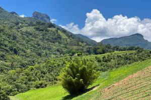 VinicolaVillaSta_Vinhedo Vinhedo Villa Santa Maria: sete variedades de uva para vinho nacional