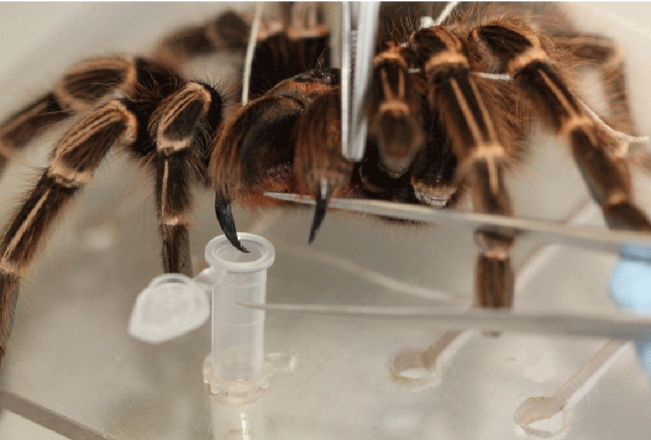 Pesquisadores da Universidade Federal de São Paulo e do Instituto Butantan usaram várias técnicas avançadas para analisar o veneno da tarântula Acanthoscurria juruenicola