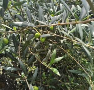 azeitona Oliveiras carregadas de azeitonas para extração do azeite Sabiá: premiado e 100% nacional