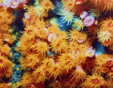 CORAL-SOL: animal marinho produz toxina que combate o Trypanosoma cruzi, causador da doença