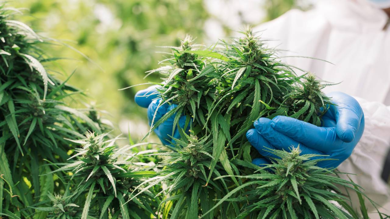 Busca por medicamentos à base de cannabis no Brasil avançou em 2022 -