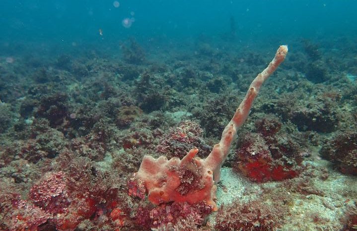 Esponjas (Desmapsamma anchorata) e algas diversas crescendo exemplificam a vasta diversidade associada a esses ambientes