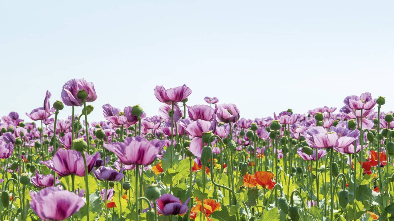 BELEZA ENGANOSA - Flores de papoula: dela é extraído o ópio, que dá origem a remédios úteis, mas perigosos