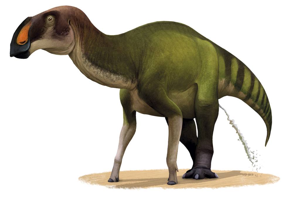 ORNITHOPODE-1.jpg MARCAS DE XIXI - O Ornitópode deixou pegadas em rochas do interior de São Paulo, quando essa área era um grande deserto. É o autor de uma das únicas marcas de urina deixadas por um dino ainda conservadas.