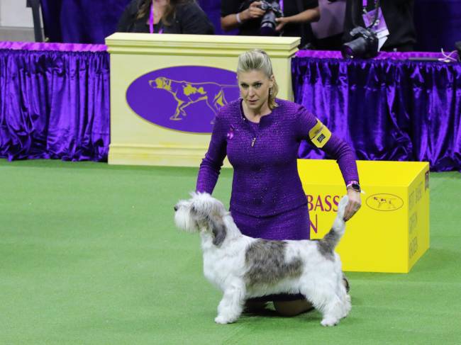 C Frausini for WKC 9694 A proprietária e treinadora de Buddy Holly, Janice Hayes, com o campeão do 147º WKC Show -