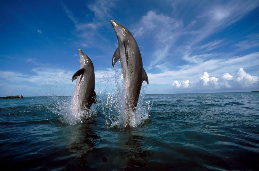 bottlenose dolphins, tursiops truncatus -