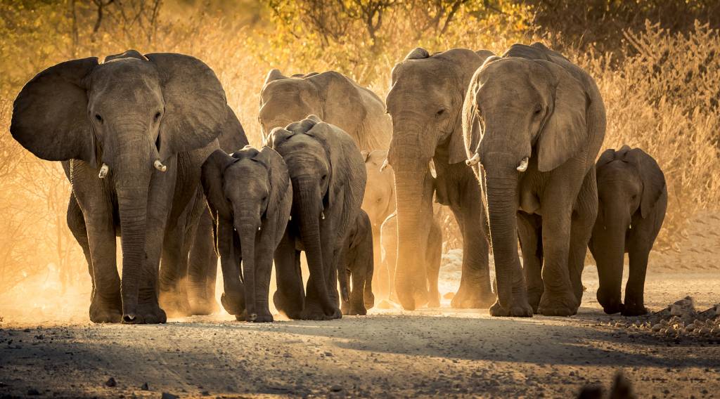 Group of elephants walking on a dirt road,Oshikoto Region,Namibia -
