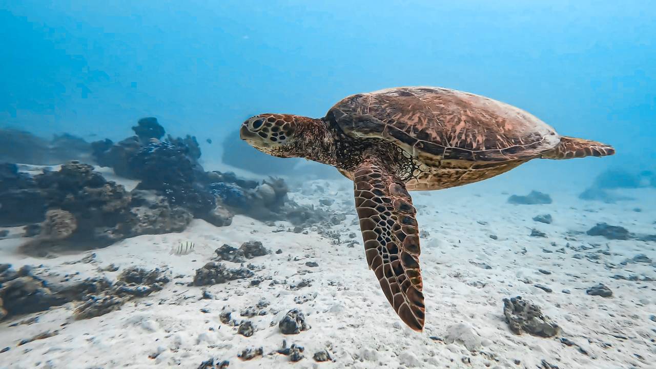 Superbe tortue marine , nageant dans les eaux transparentes et bleu turquoise du lagon de moorea en Polynésie française