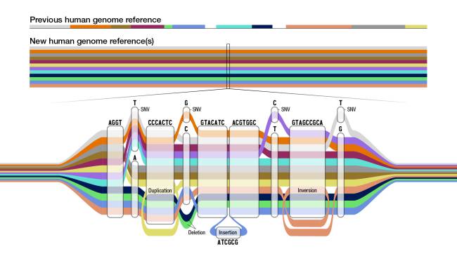 Pangenome tube map Diagrama que mostra a estrutura do novo pangenoma de referência -