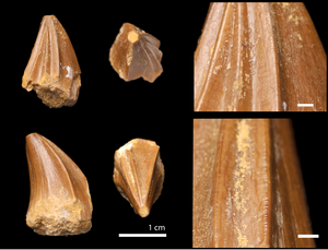 Thumbnail_Stelladens teeth 2.jpg Detalhes dos dentes em formato de