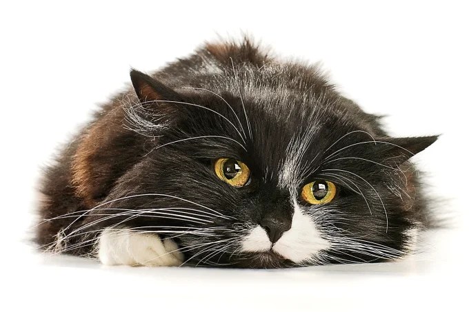 Guia ensina como lidar e cuidar dos felinos