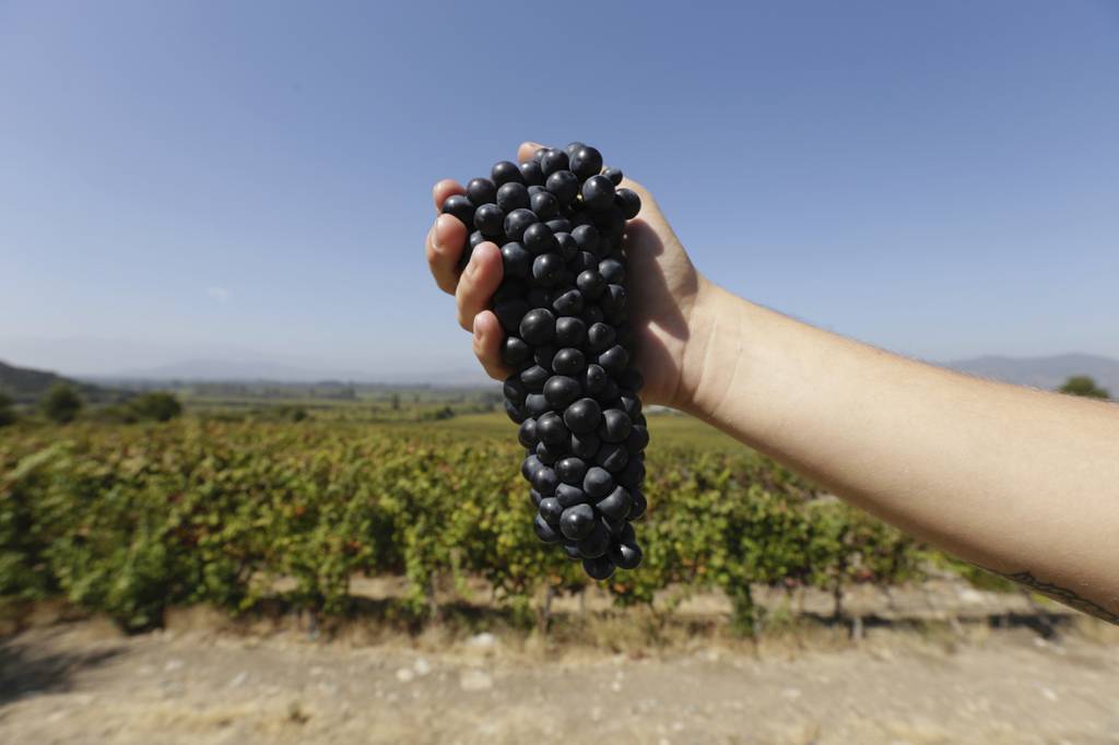 CHILLE—EMILIANA-b.jpg PIONEIRA - Uvas produzidas no Chile pela Emiliana: maior vinhedo orgânico
