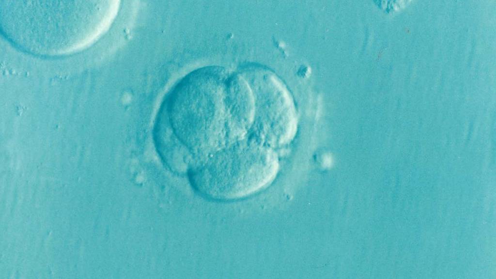 Humano sintético? Cientistas criam embrião usando células-tronco