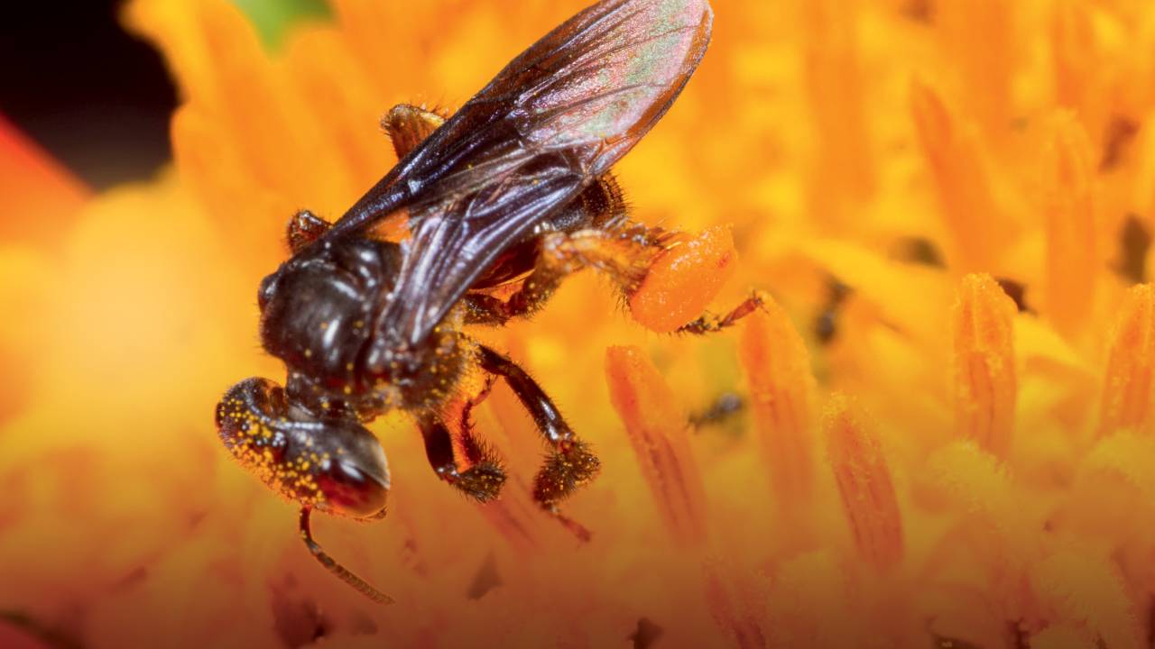 OUTRA CARA - Nativas sem ferrão: algumas espécies lembram mosquitinhos e são essenciais à polinização das flores