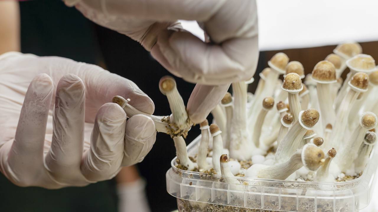 ALTERNATIVA - Psilocibina: a Austrália se torna o primeiro país a legalizar a substância ativa dos “cogumelos mágicos”