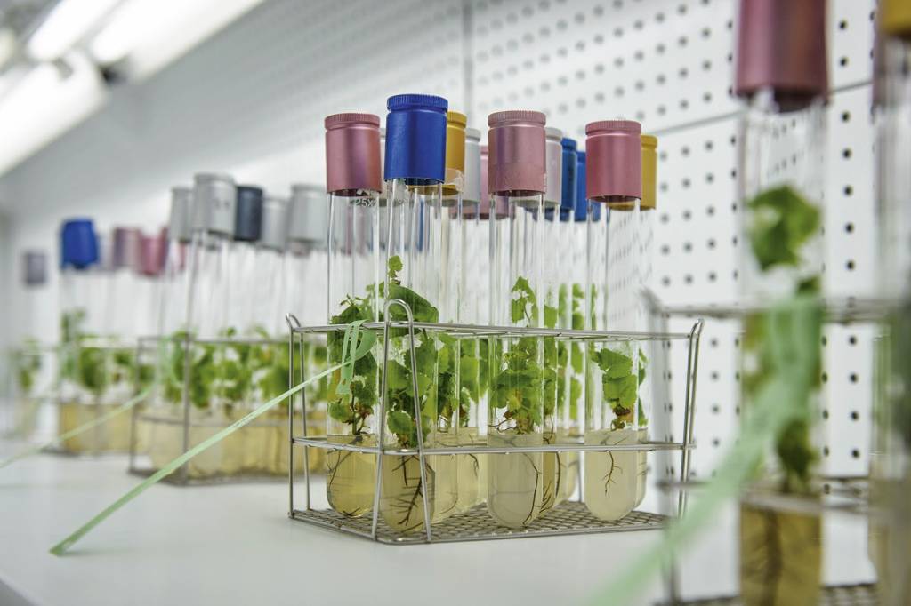 TORRES—Variedades-ancestrales—reproducción-in-vitro-.jpg CIÊNCIA - Análise genética em laboratório: trilha moderna para rever o passado