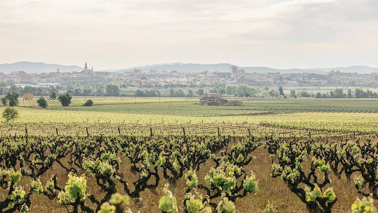 ARQUEOLOGIA - Parreiras da vinícola Torres na Catalunha: cultivo de variedades ancestrais