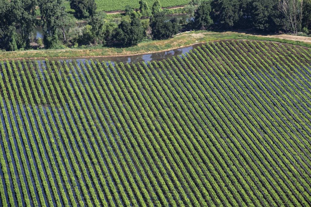 GettyImages-1495482137.jpg PLANTAÇÃO - Agricultura: o setor pode resistir às bruscas oscilações