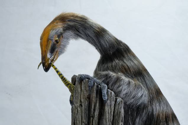 RECONSTRUÇÃO - Venetoraptor gassenae: obra mostra como o animal devia ser em vida RECONSTRUÇÃO - Venetoraptor gassenae: obra mostra como o animal devia ser em vida