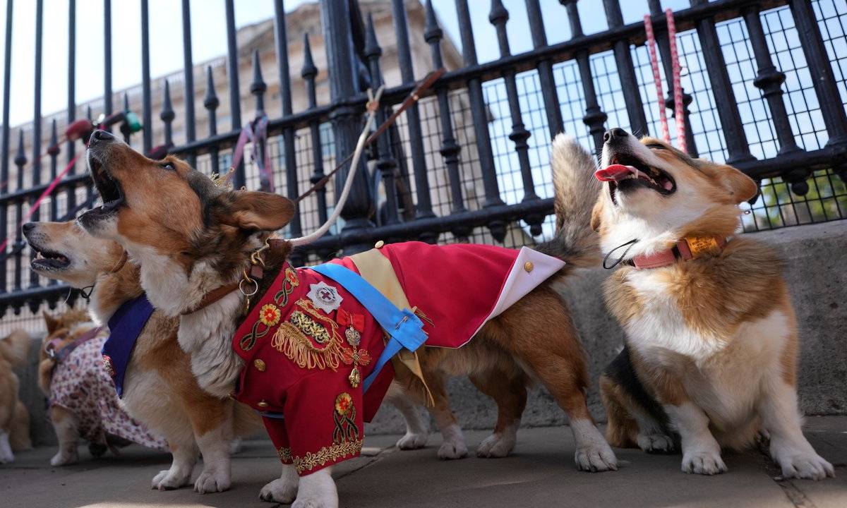 Cachorros da raça Corgi, favorita da rainha Elizabeth II, participam de desfile em homenagem à monarca um ano após sua morte. 03/09/2023