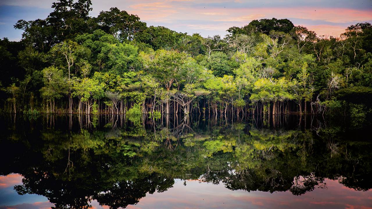 DIVERSIDADE - A floresta ameaçada: preservação é capaz de gerar renda