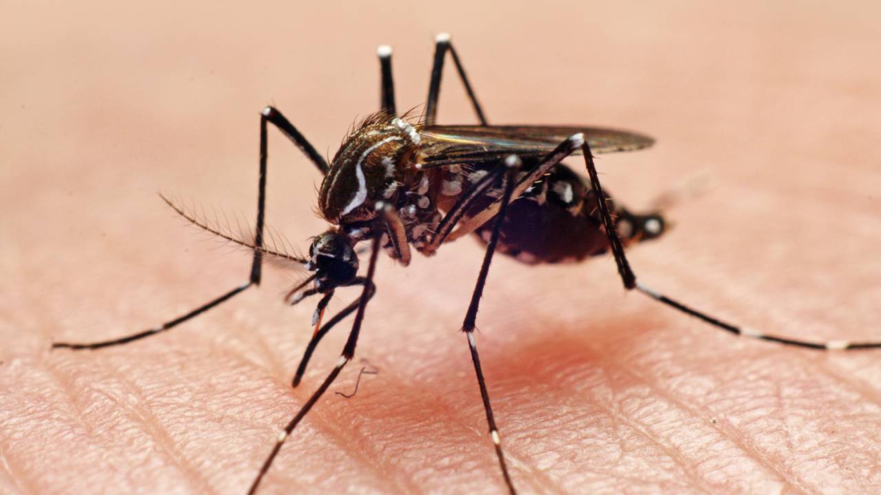 AGENTE DO CAOS - Mosquito da dengue: número recorde de casos da doença, que hoje atinge todas as regiões do Brasil
