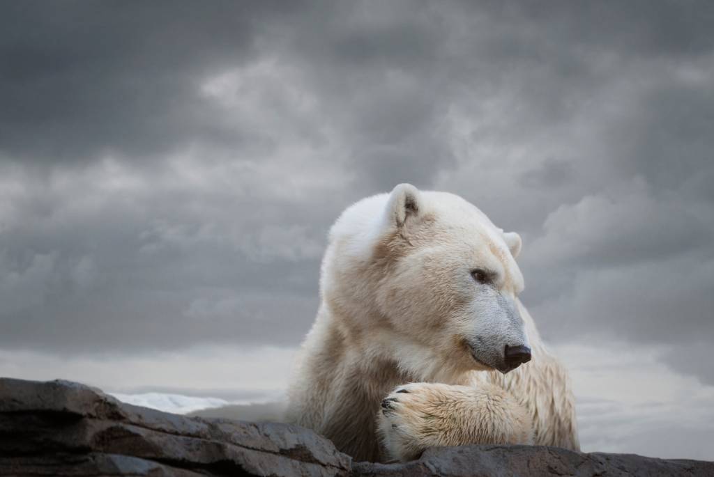 Animais nômades sofrem mais em zoológicos, aponta estudo