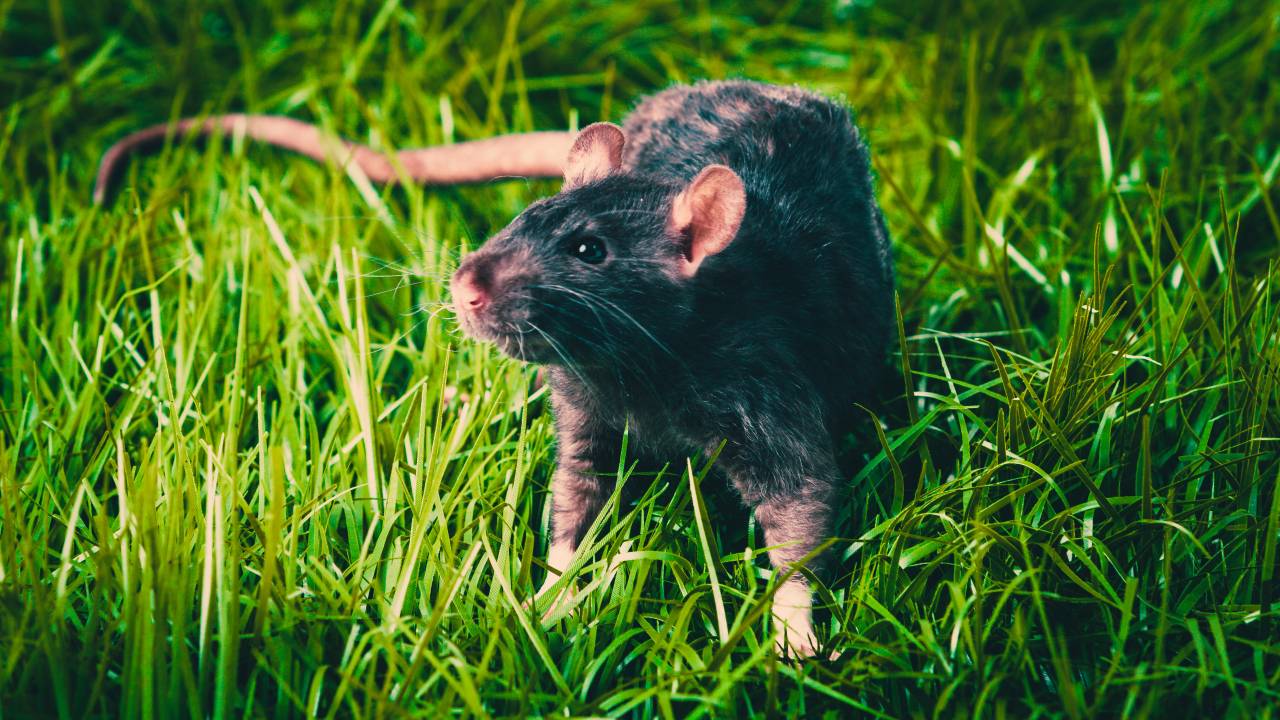 RATO PRETO - Crise: animal está entre as principais espécies invasoras