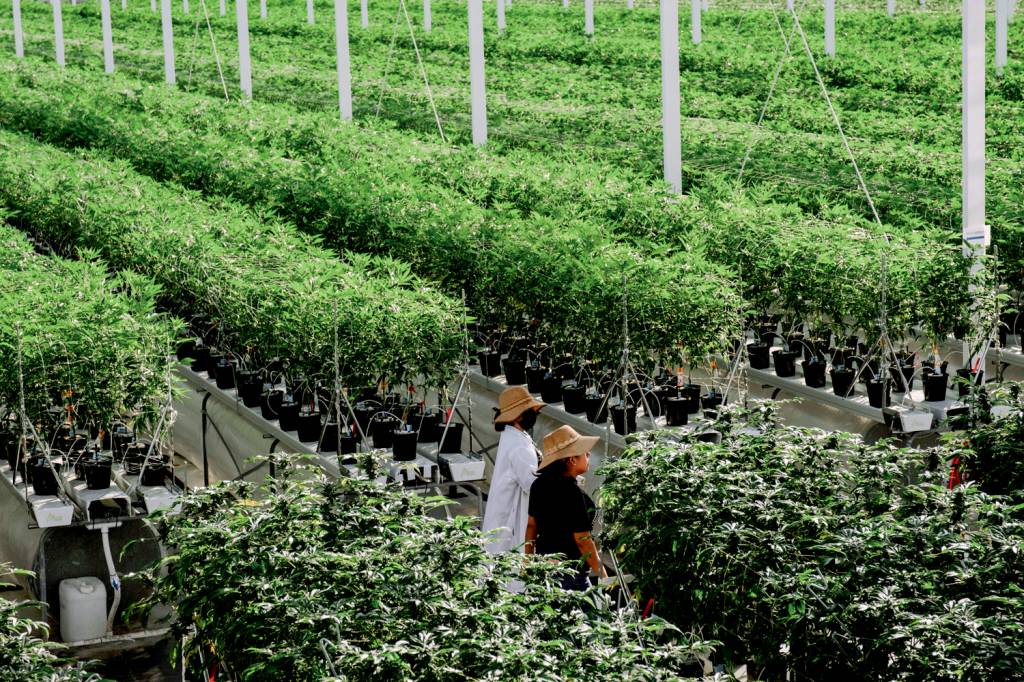 CAMARILLO, CA FEBRUARY 09: Large amounts and endless rows of ma À LUZ DO DIA - Plantação autorizada da erva: um desestímulo ao tráfico