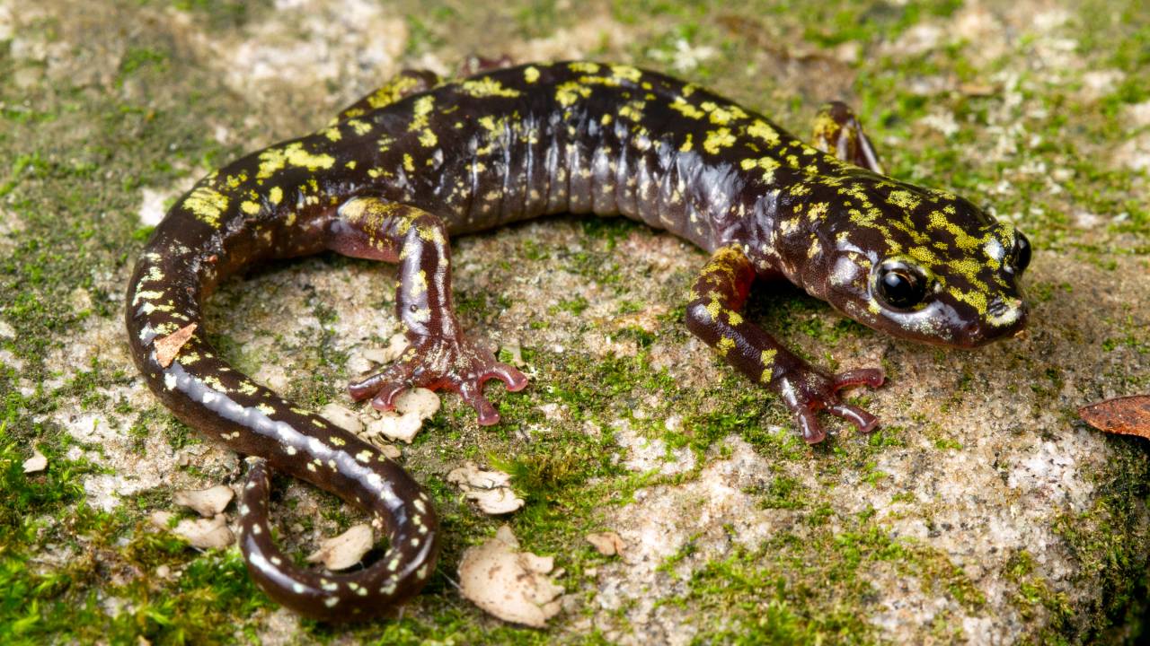 Salamandras são o grupo mais ameaçado e novas doenças podem ter resultados devastadores para estas espécies -