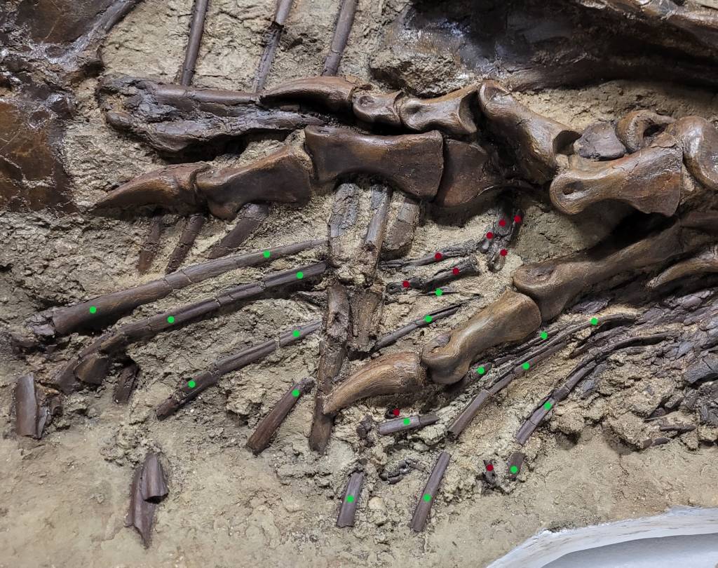 8 Left side of tyranno rib cage_tyrannosaur ribs (green dots) and prey bones sticking out of ribs (red dots) Credit Darla Zelenitsky University of Calgary 8 Left side of tyranno rib cage_tyrannosaur ribs (green dots) and prey bones sticking out of ribs (red dots) Credit Darla Zelenitsky University of Calgary