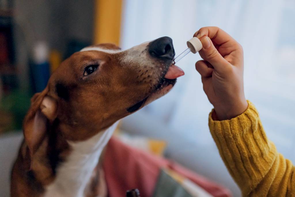 Close-up of a hound dog sitting calmly next to its owner, who is giving it cannabis oil using a pipette Close-up of a hound dog sitting calmly next to its owner, who is giving it cannabis oil using a pipette