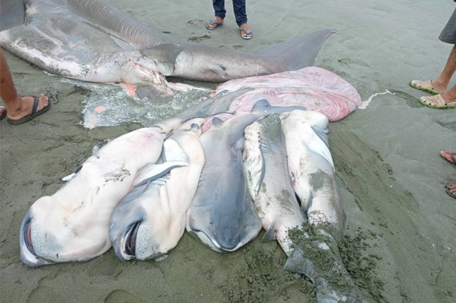 MegamouthSharkAndPupsOnBeach MegamouthSharkAndPupsOnBeach